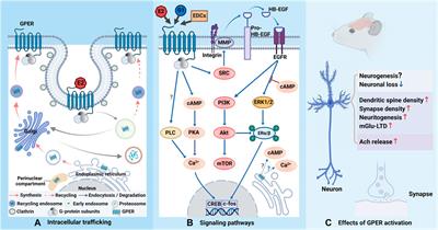 The effects of GPER on age-associated memory impairment induced by decreased estrogen levels